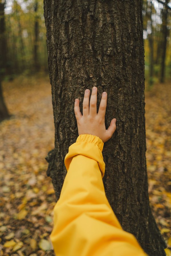 Se former en sylvothérapie : guide pratique pour débuter